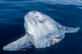 Image result for Mola mola