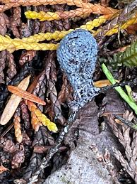 Attēlu rezultāti vaicājumam “Badhamia lilacina plasmodium”