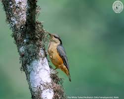 Attēlu rezultāti vaicājumam “Sitta europaea male”