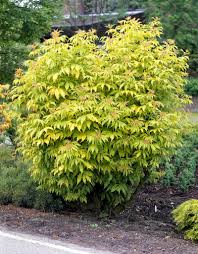 Attēlu rezultāti vaicājumam “Sambucus racemosa”