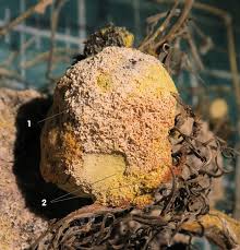 Attēlu rezultāti vaicājumam “Fuligo luteonitens”