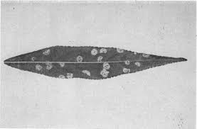 Attēlu rezultāti vaicājumam “Tranzschelia pruni-spinosae spores”