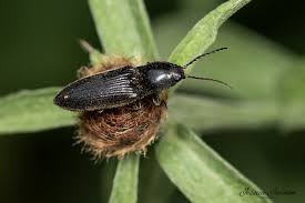 Attēlu rezultāti vaicājumam “Hemicrepidius sp.”