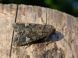 Attēlu rezultāti vaicājumam “Mamestra brassicae”