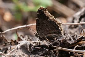 Attēlu rezultāti vaicājumam “Nymphalis antiopa upperside”