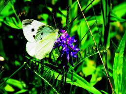 Attēlu rezultāti vaicājumam “Pieris rapae female”