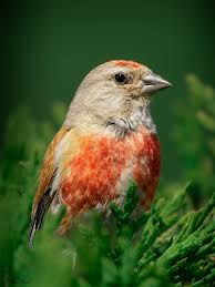 Attēlu rezultāti vaicājumam “Carduelis cannabina male”