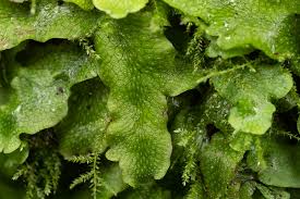 Attēlu rezultāti vaicājumam “Conocephalum salebrosum”