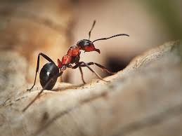 Attēlu rezultāti vaicājumam “Formica rufa imago”