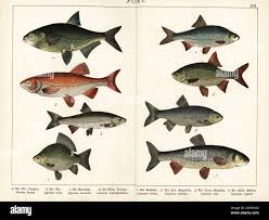 Image result for Squalius cephalus cavedanus