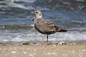 Attēlu rezultāti vaicājumam “Larus marinus”