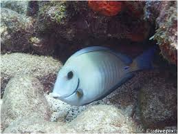 Image result for Acanthurus chirurgus