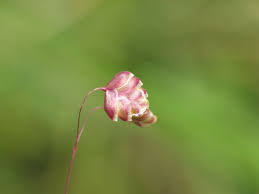 Attēlu rezultāti vaicājumam “Briza media flower”