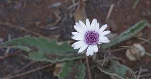 Image result for Dimorphotheca pluvialis