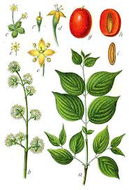 Attēlu rezultāti vaicājumam “Hymenoscyphus fructigenus var. coryli”