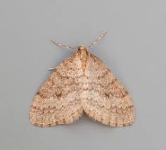 Attēlu rezultāti vaicājumam “Jodis putata”