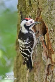 Attēlu rezultāti vaicājumam “Dendrocopos minor female”