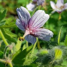 Attēlu rezultāti vaicājumam “Geranium palustre fruit”