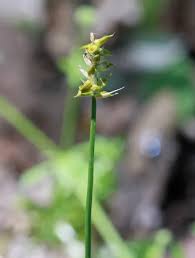 Attēlu rezultāti vaicājumam “Carex dioica”