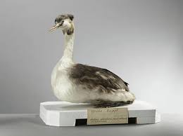 Attēlu rezultāti vaicājumam “Podiceps cristatus”