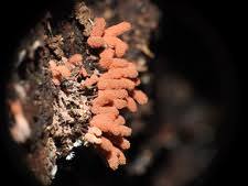 Attēlu rezultāti vaicājumam “Lindbladia tubulina spores”