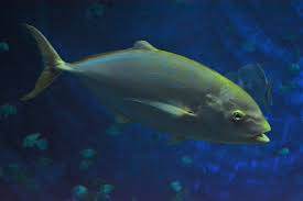 Image result for Caranx bartholomaei