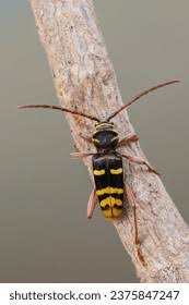 Attēlu rezultāti vaicājumam “Plagionotus detritus imago”