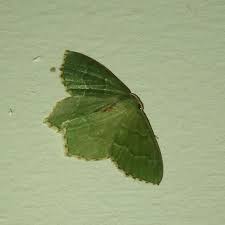 Attēlu rezultāti vaicājumam “Hemithea aestivaria”