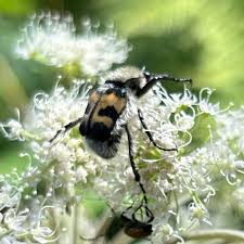 Attēlu rezultāti vaicājumam “Trichius fasciatus imago”