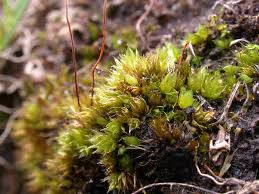 Attēlu rezultāti vaicājumam “Bryum amblyodon”