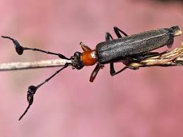 Attēlu rezultāti vaicājumam “Oedemeridae”