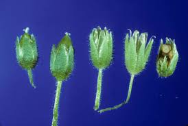 Attēlu rezultāti vaicājumam “Stellaria media bud”