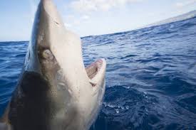 Image result for Carcharhinus galapagensis