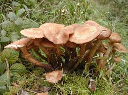 Attēlu rezultāti vaicājumam “Armillaria sp.”