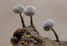 Attēlu rezultāti vaicājumam “Didymium clavus stalked”