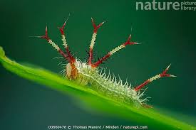 Attēlu rezultāti vaicājumam “Aglia tau”