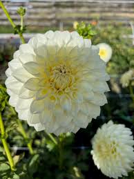 Image result for Dahlia `Snowflake`