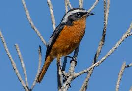 Image result for Phoenicurus moussieri