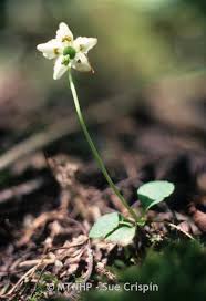 Attēlu rezultāti vaicājumam “Moneses uniflora fruit”