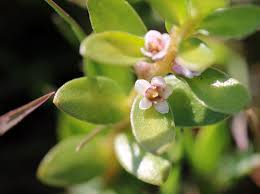 Attēlu rezultāti vaicājumam “Glaux maritima”