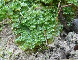 Attēlu rezultāti vaicājumam “Blasia pusilla sporophyte”