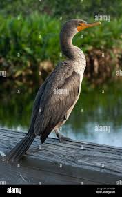 Image result for Phalacrocorax auritus