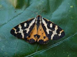 Attēlu rezultāti vaicājumam “Parasemia plantaginis”