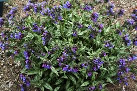 Attēlu rezultāti vaicājumam “Pulmonaria angustifolia fruit”