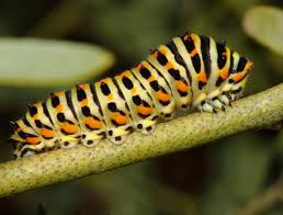 Attēlu rezultāti vaicājumam “Papilio machaon larva”