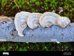 Attēlu rezultāti vaicājumam “Trametes hirsuta”