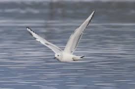 Image result for Chroicocephalus philadelphia