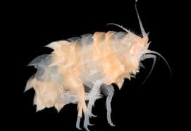 Attēlu rezultāti vaicājumam “Amphipoda”