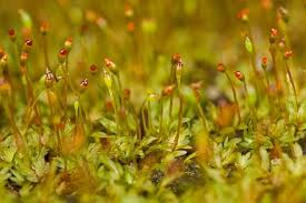 Attēlu rezultāti vaicājumam “Fissidens bryoides sporophyte”