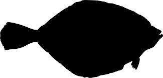 Image result for Hippoglossoides platessoides